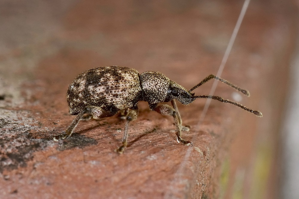 Otiorhynchus (Satnalistus) duinensis - Curculionidae